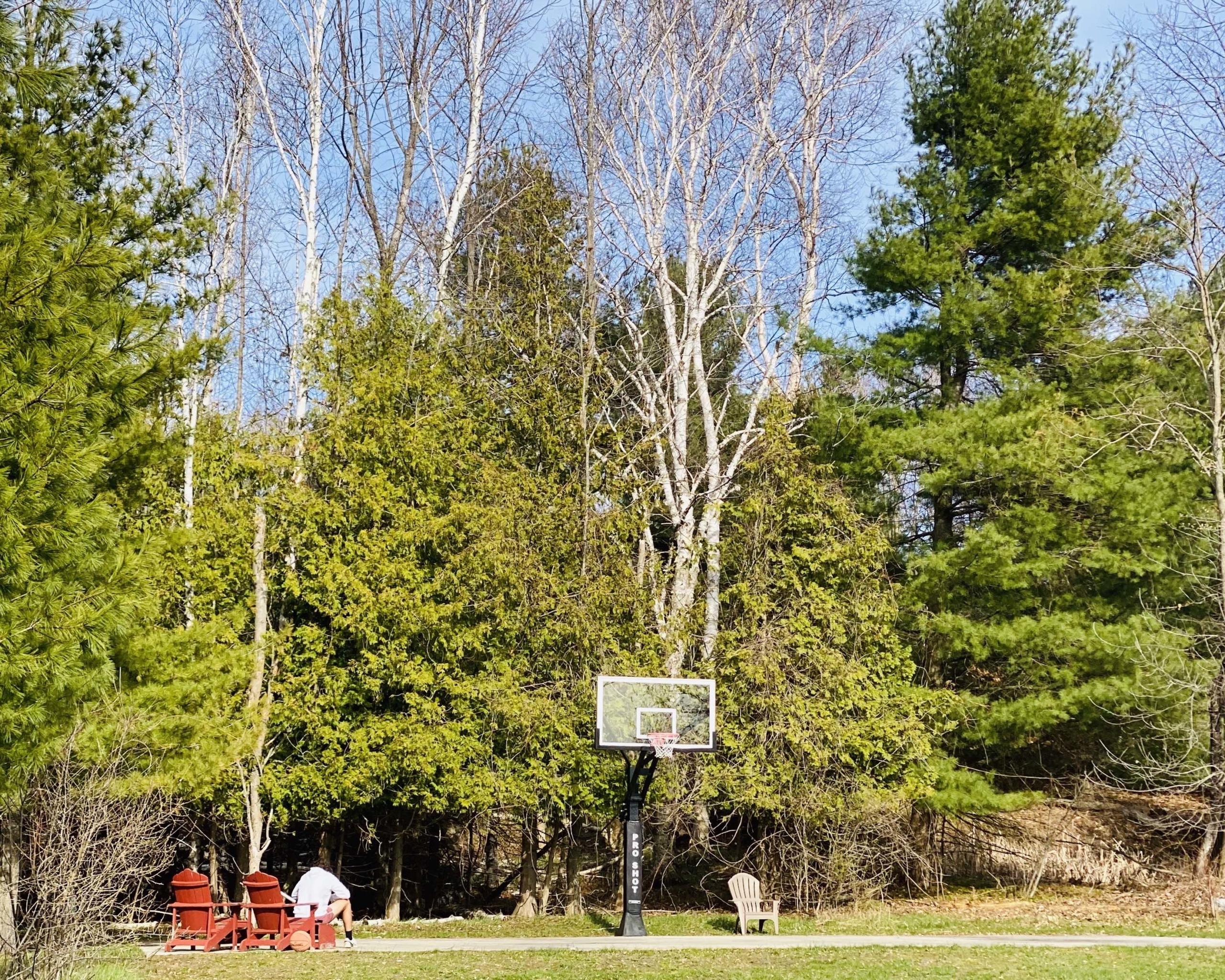 Basketball hoop surrounded by large trees